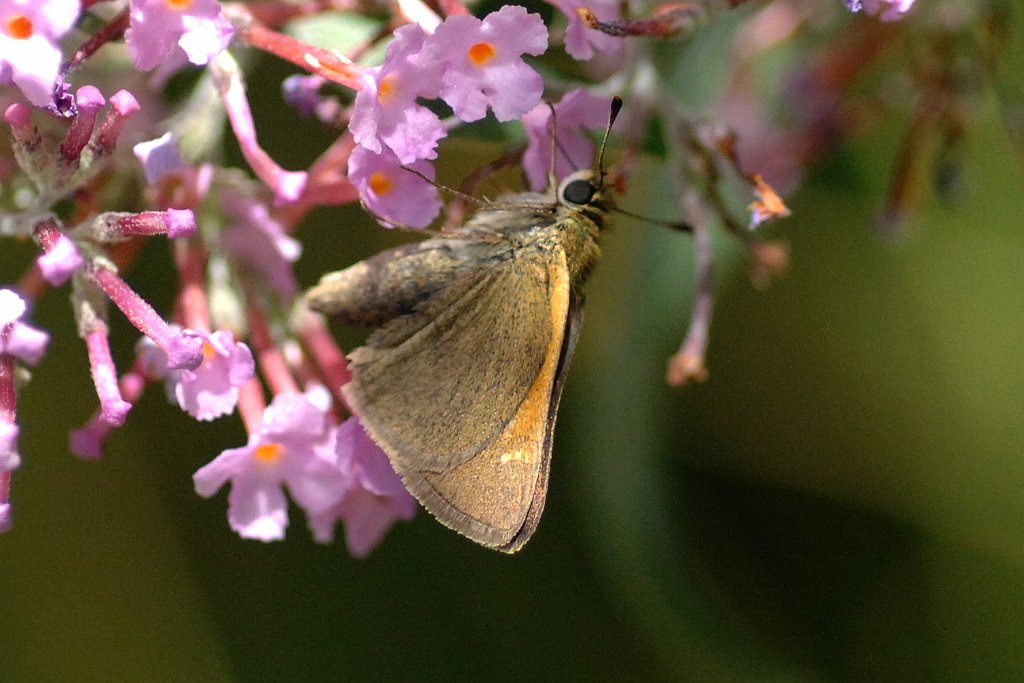 176 2011-08033903 Broad Meadow Brook, MA.JPG - Tawny-edged Skipper (Polites themistocles). Broad Meadow Brook Wildlife Sanctuary, MA, 8-3-2011